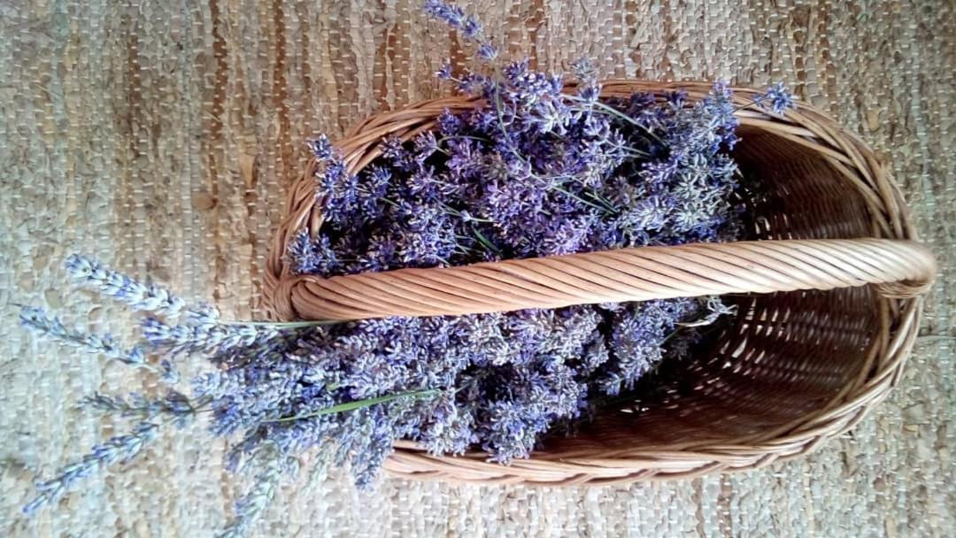 Soba Lavanda Κλάντοβο Εξωτερικό φωτογραφία