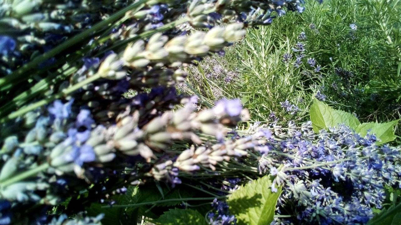 Soba Lavanda Κλάντοβο Εξωτερικό φωτογραφία