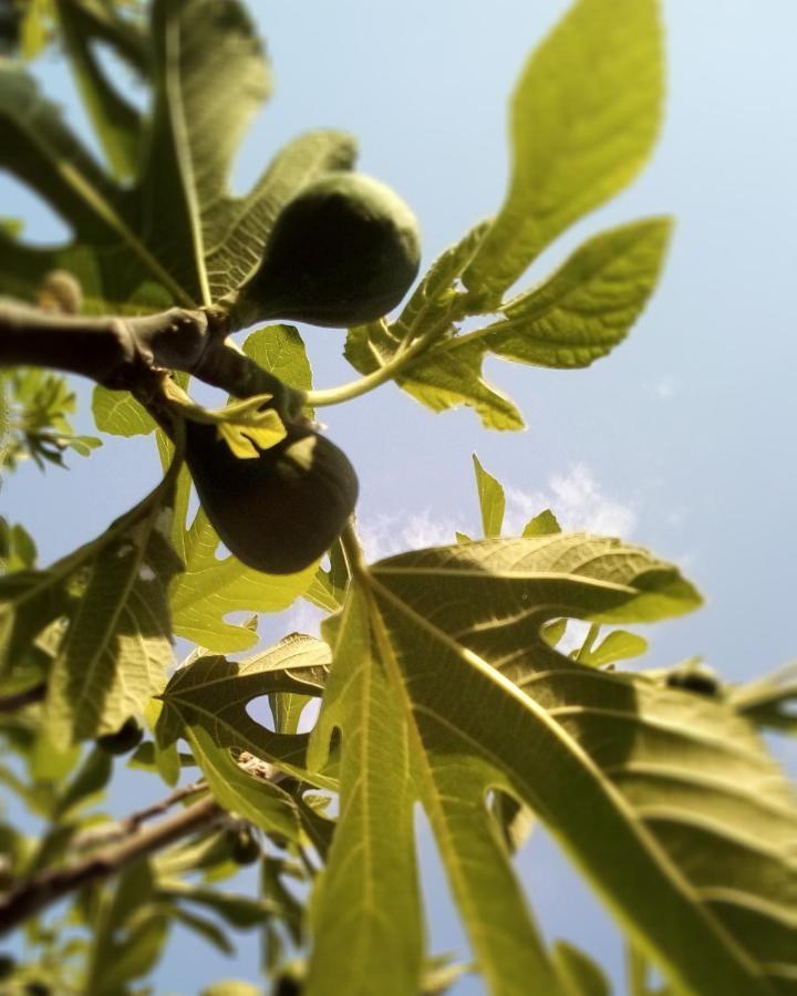 Soba Lavanda Κλάντοβο Εξωτερικό φωτογραφία